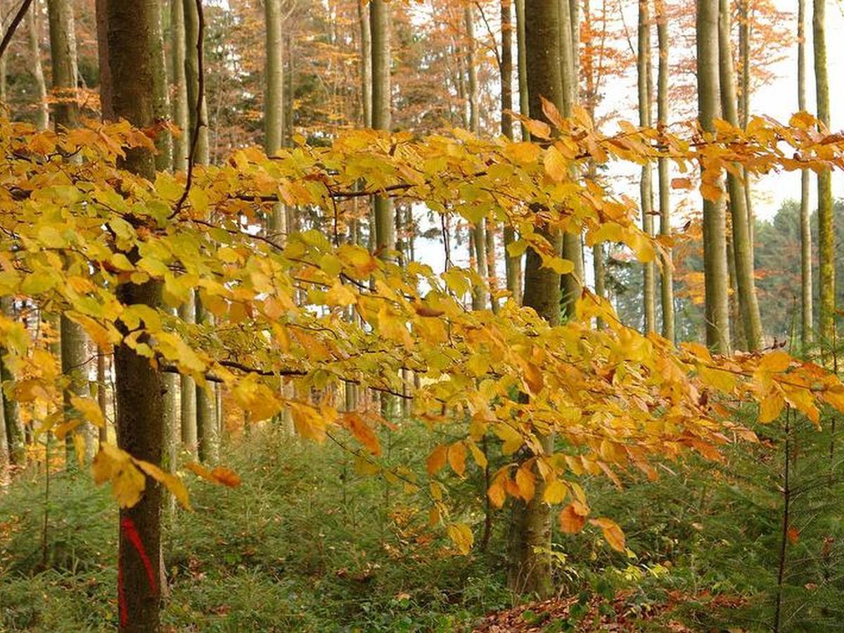 Schwarzwaelder Ferienwohnungen Seelbach  Buitenkant foto