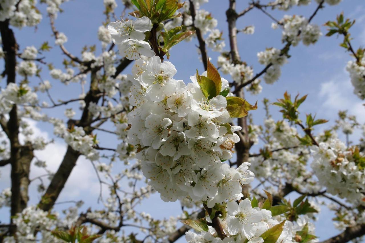 Schwarzwaelder Ferienwohnungen Seelbach  Buitenkant foto
